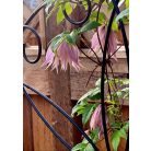 Klemátisz Pink Swing