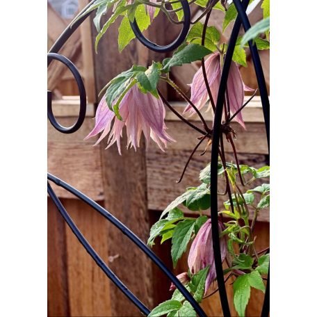 Klemátisz Pink Swing