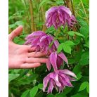 Klemátisz Purple Dream