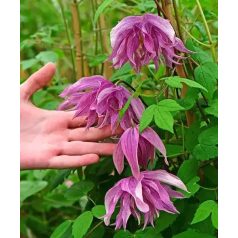 Klemátisz Purple Dream