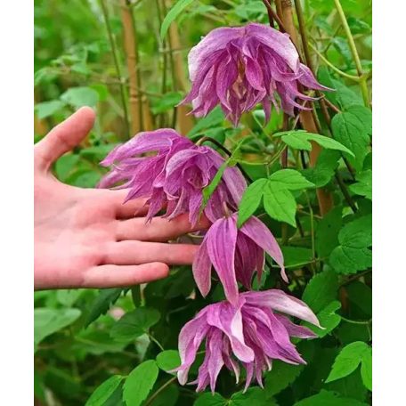 Klemátisz Purple Dream