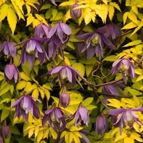 Klemátisz Stolwijk Gold 