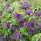 Klemátisz Violet Surprise