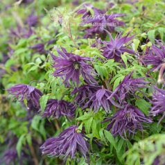 Klemátisz Violet Surprise