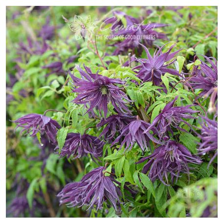 Klemátisz Violet Surprise
