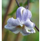 Klemátisz viorna Crispa Angel 