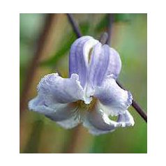 Klemátisz viorna Crispa Angel 