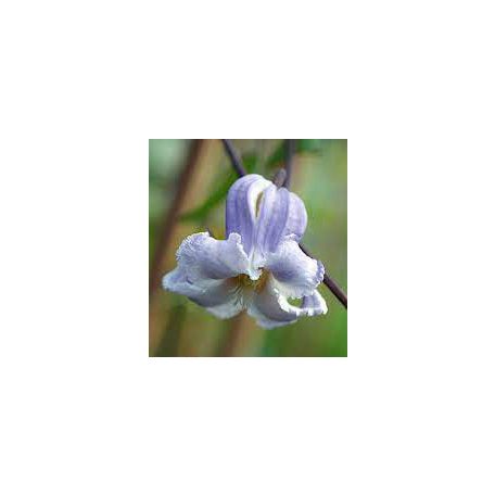 Klemátisz viorna Crispa Angel 