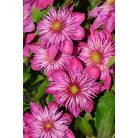 Klemátisz Kaiser - Blushing Bridesmaid