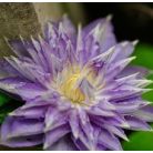 Klemátisz Thyrislund