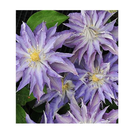 Klemátisz Thyrislund