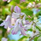 Klemátisz viticella Fairy Slippers