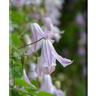 Klemátisz viticella Fairy Slippers