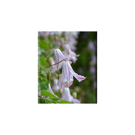 Klemátisz viticella Fairy Slippers