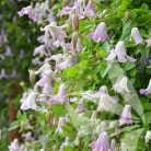 Klemátisz viticella Fairy Slippers