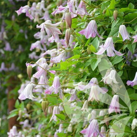 Klemátisz viticella Fairy Slippers