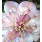 Klemátisz Innocent Blush PBR