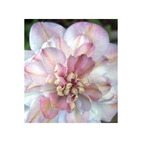 Klemátisz Innocent Blush PBR