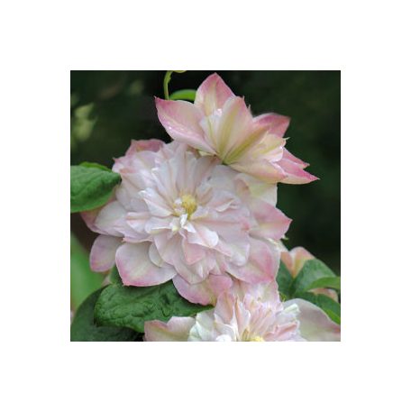 Klemátisz Innocent Blush PBR