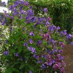 Integrifolia csoport / Nyár közepén virágzó Klemátiszok