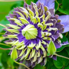 Mintás/Cirmos Klemátiszok