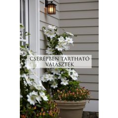 Cserépben nevelhető klemátiszok