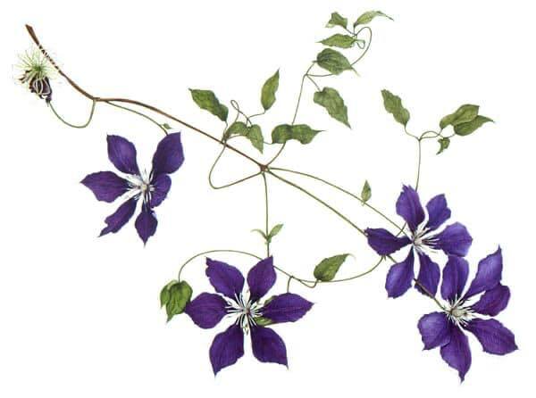 Metszési Összefoglaló